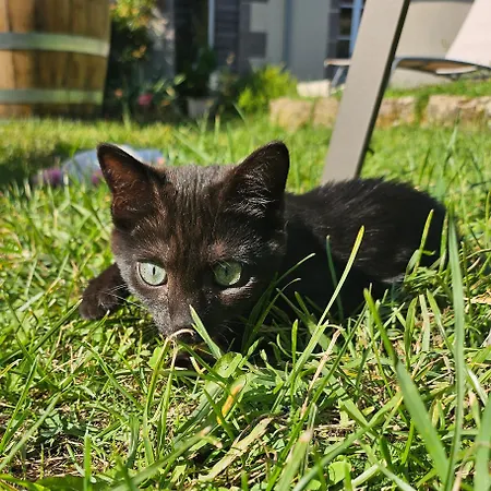 Datcha Anastasia Pensionat